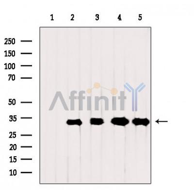 Валидация Affinity AF5397 - 3039