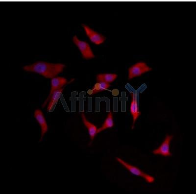 Валидация Affinity DF8779 - 20814