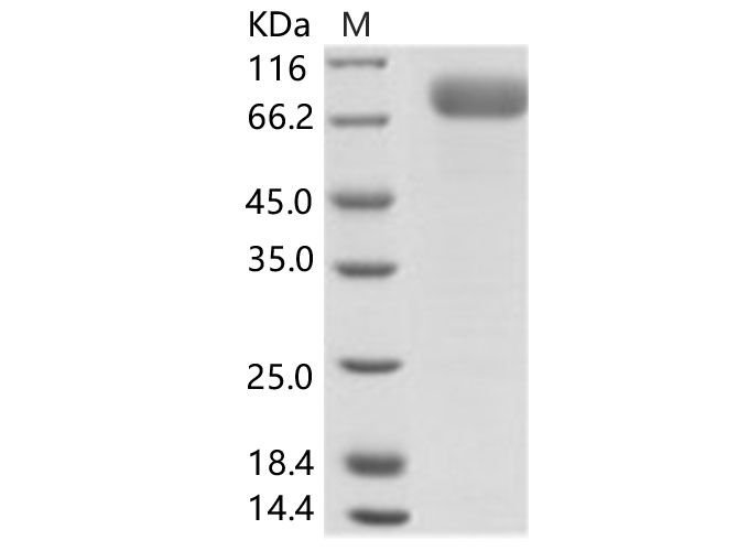 Валидация Elabscience PKSV030135(5912)