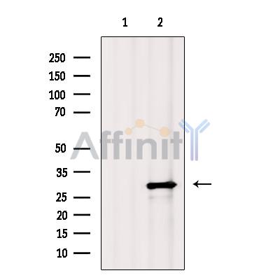 Валидация Affinity DF9073 - 21346