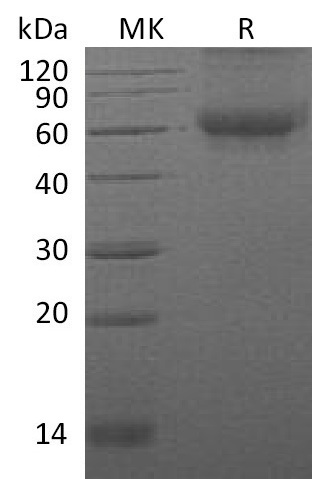 Валидация Elabscience PKSM041190(5097)