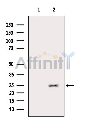 Валидация Affinity DF13973 - 9729