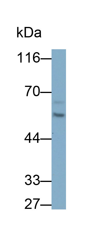 9208