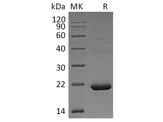 Валидация Elabscience PKSH032333(2824)
