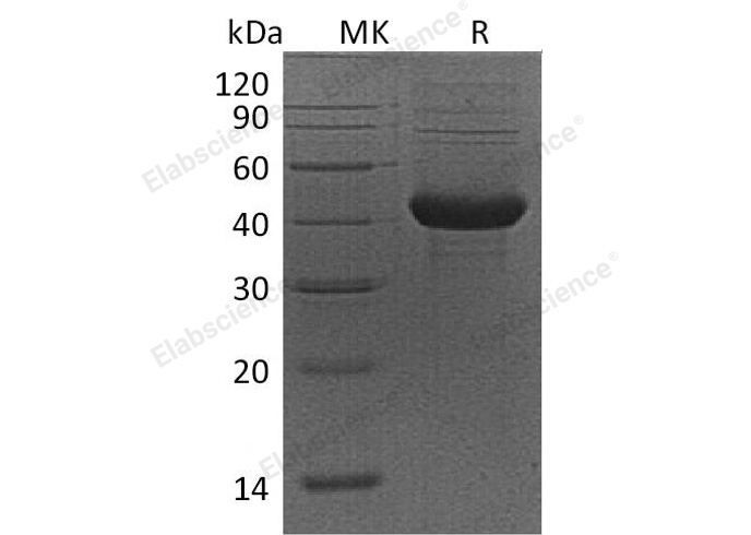 Валидация Elabscience PKSM040959(4898)