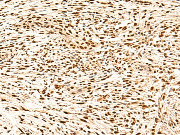 Валидация Elabscience E-AB-52859