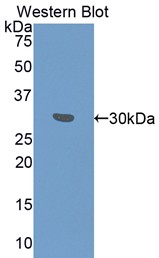 50165