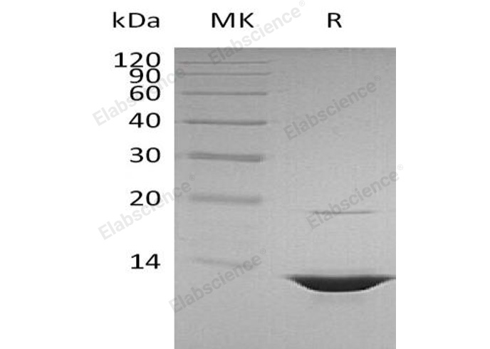 Валидация Elabscience PKSH032544(3000)