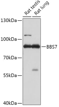 Валидация Elabscience E-AB-91885