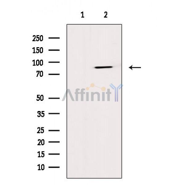Валидация Affinity AF6760 - 4007
