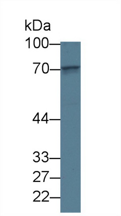 40577