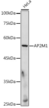 Валидация Elabscience E-AB-90720