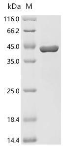 SDS-PAGE