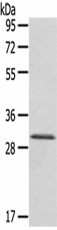 Валидация Elabscience E-AB-17094
