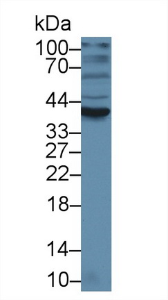 14628