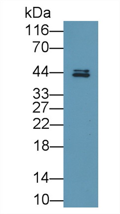 4832