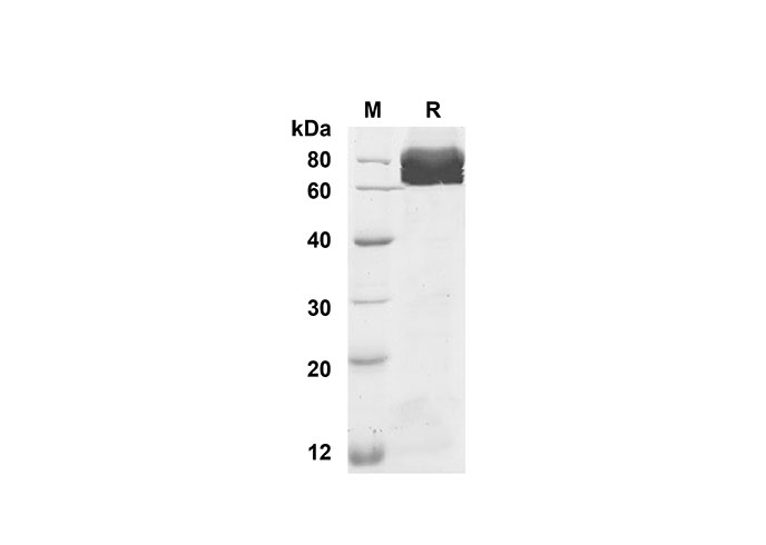 Валидация Elabscience PDMH100285(901)