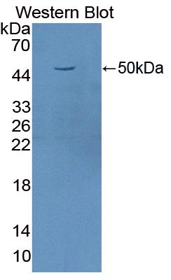 38659