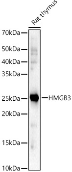 Валидация Elabscience E-AB-91036