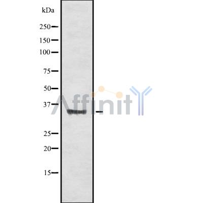 Валидация Affinity DF10292 - 5904