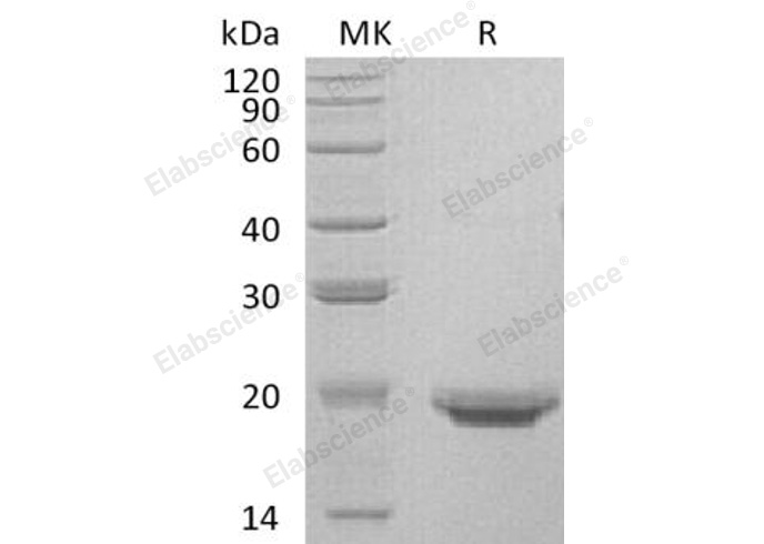 Валидация Elabscience PKSH032624(3065)