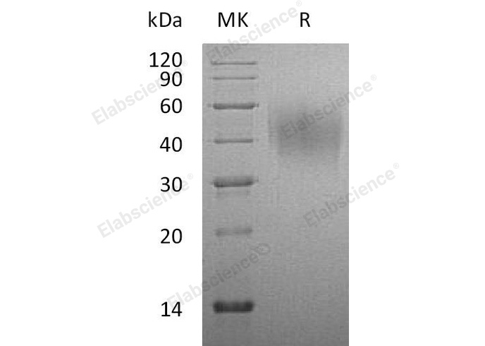 Валидация Elabscience PKSR030396(5733)