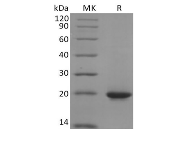 Валидация Elabscience PKSH033935(4165)