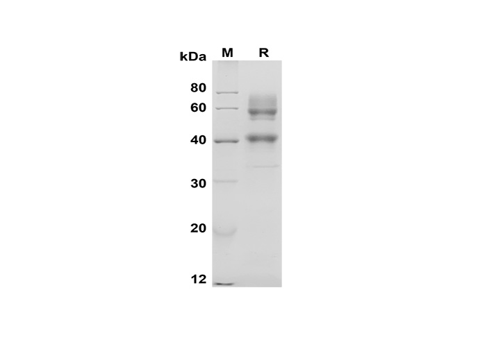Валидация Elabscience PDMM100166(1126)