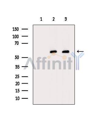 Валидация Affinity DF14691 - 10746