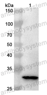 Валидация AntibodySystem PHB72001