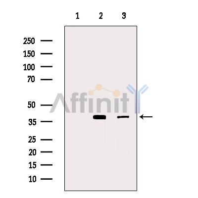 Валидация Affinity AF5342 - 2929