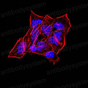 Валидация IF - AntibodySystem RHD25002 (574)