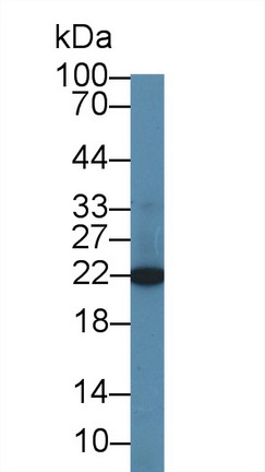 12642