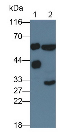26882