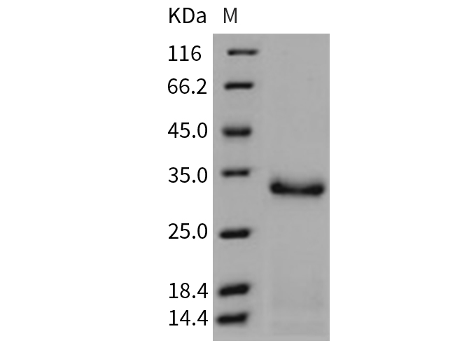 Валидация Elabscience PKSM040711(4688)