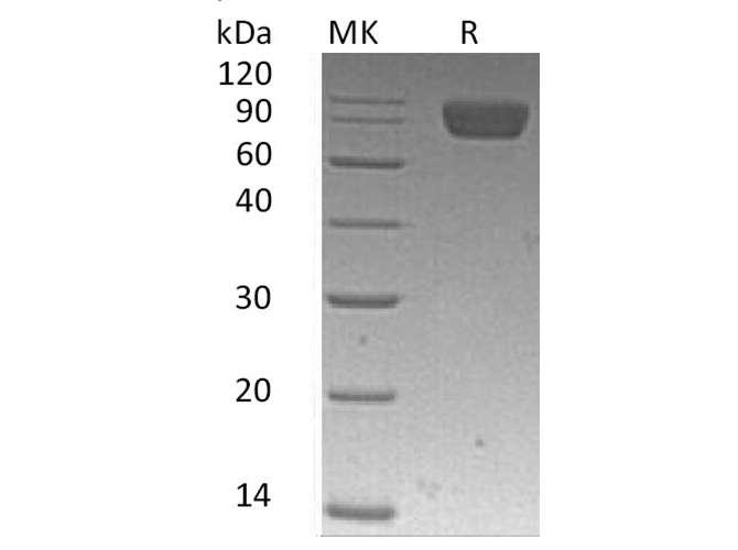 Валидация Elabscience PKSH033564(3861)