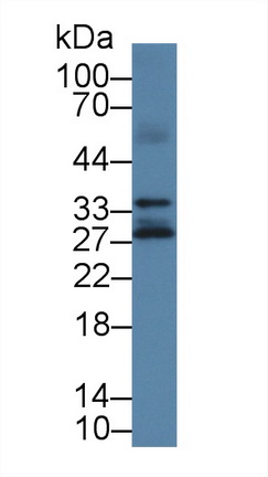 12808