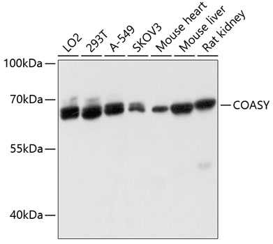 Валидация Elabscience E-AB-63652