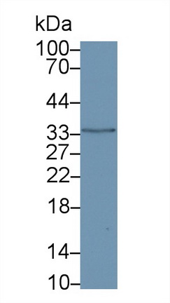 13206