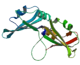 Heterogeneous Nuclear Ribonucleoprotein A1 (HNRPA1)