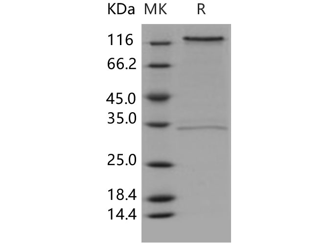 Валидация Elabscience PKSH030807(1658)