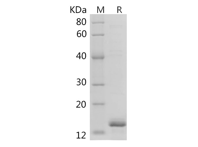 Валидация Elabscience PDEH100889(320)