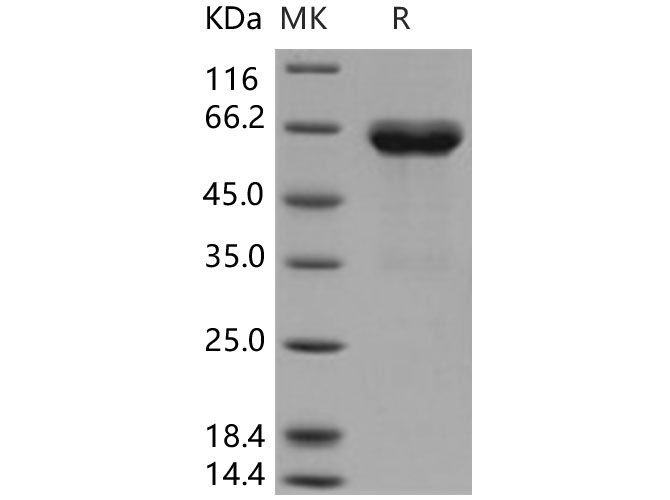 Валидация Elabscience PKSH031370(2091)
