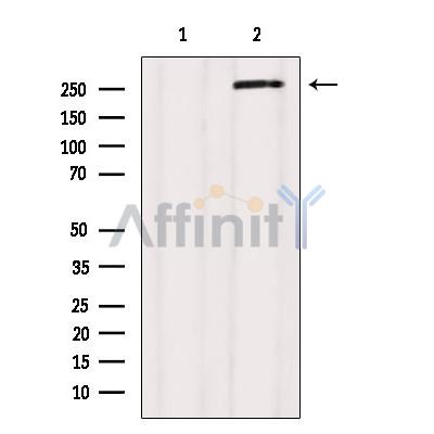 Валидация Affinity AF6309 - 3581