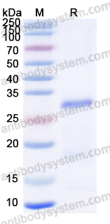 Валидация AntibodySystem YVV14705