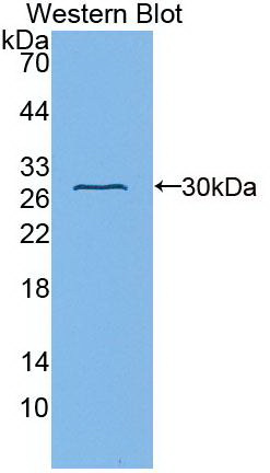 60404