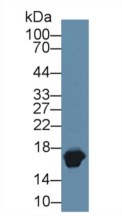 8443