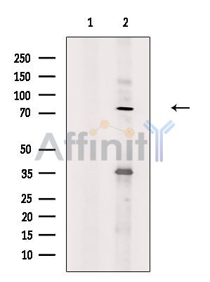 Валидация Affinity DF4163 - 15493