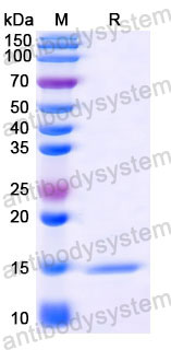 Валидация SDS-PAGE - AntibodySystem RHD10802