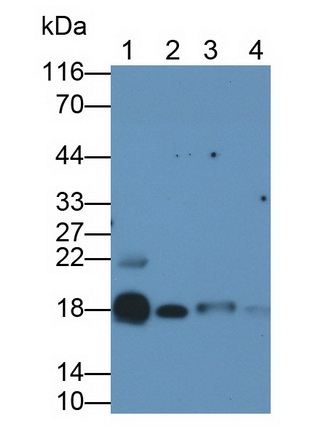 53282